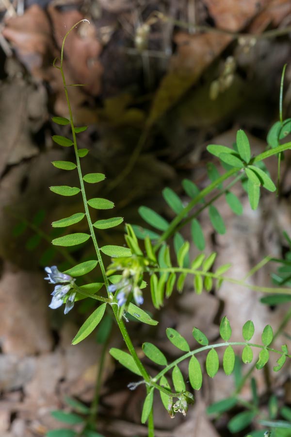 Vicia loiseleurii / Veccia di Loiseleur